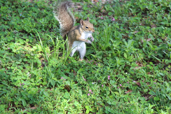 squirrel i saw while running