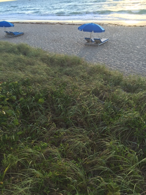 weeds by the beach